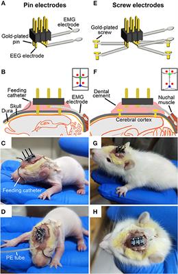 A Novel Continuously Recording Approach for Unraveling Ontogenetic Development of Sleep-Wake Cycle in Rats